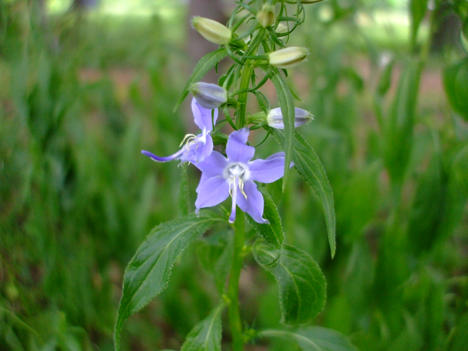 Campanula americana